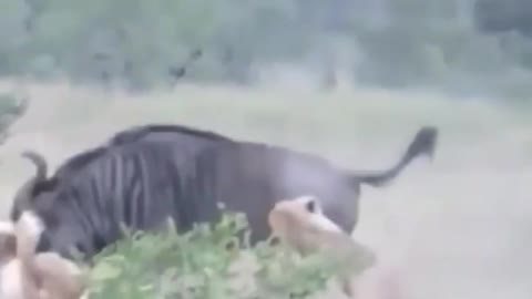 Two lions fail while hunting wildebeest
