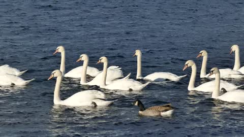 wild swans out for a swim
