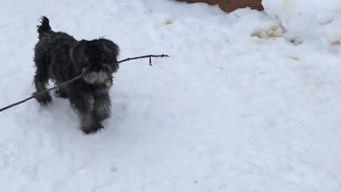 Puppy and stick