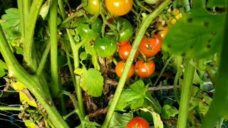 Growing & Harvesting Cherry, Plum Tomatoes