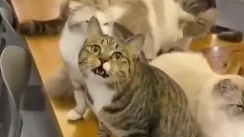 Vidéo funny cat