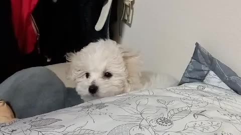 A puppy who gets scolded after stepping up on the bed