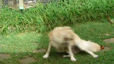 Crazy dog chasing its tail