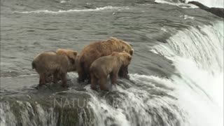 Brown Grizzly Bear