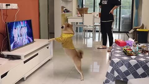 The dog is too involved in dancing, and the owner is laughing at him secretly next to him