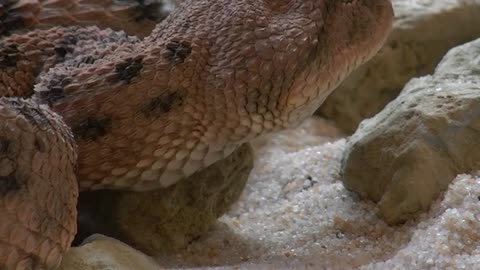 A snake called horn is the most dangerous deadly snake