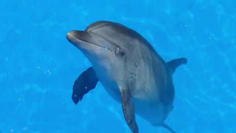 The Nature Of The Dolphin and Playing With Humans HD