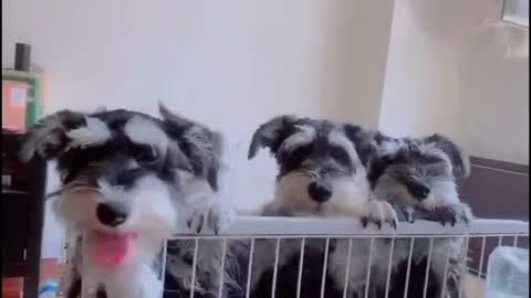 A group of cute puppies that seem to understand people's words!