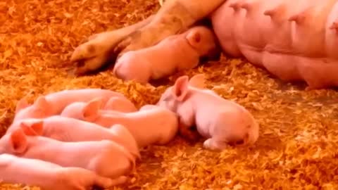 Mother Pig with her litter of cute piglets