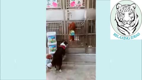 Smart dogs doing wonderful tricks and entering the house