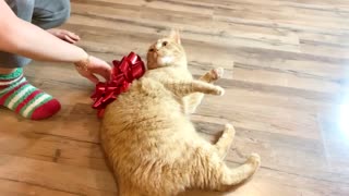 Funny cat with a bow