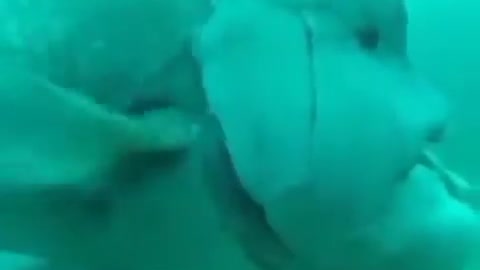 A huge fish playing with a diver under the sea floor