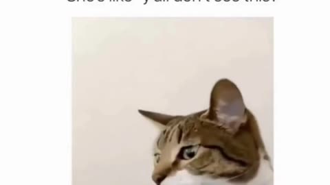 funny cat video