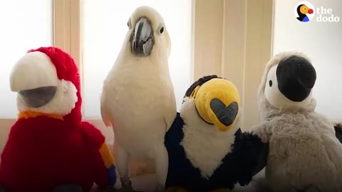 Cockatoo And Baby Boy Do Everything Together - The Dodo Soulmatesp2