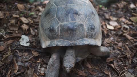 Aldabra giant tortoise in nature comes to camera