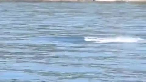 British Columbian baby orca leaps out of the water