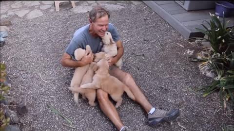 GOLDEN PUPPY ATTACK