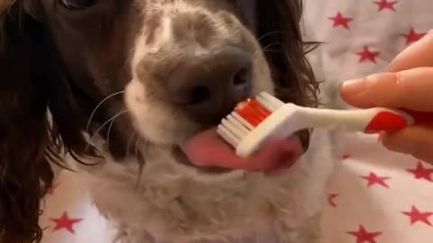 Funny dog can’t stop eating toothpaste