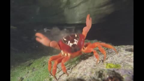 Crab dance / Crab Rave