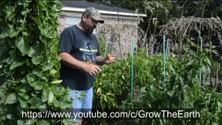 best way to harvest from your garden