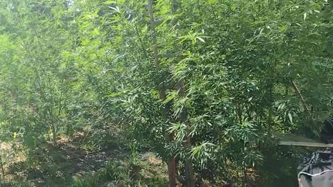 outdoor update cannabis grow