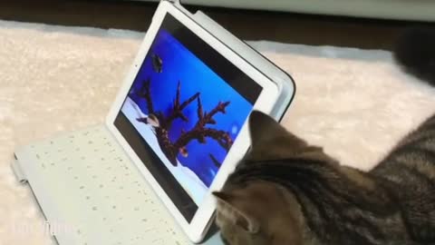 Two Cats with A laptop on The Bed
