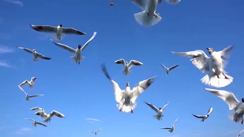 Bird Animal Seagulls Flying on Clear Blue Sky