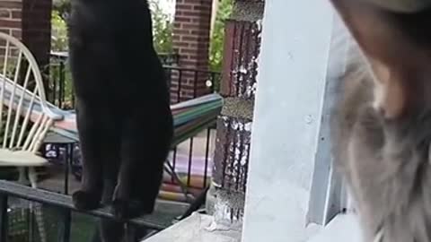 Cat With Cicada In Its Mouth