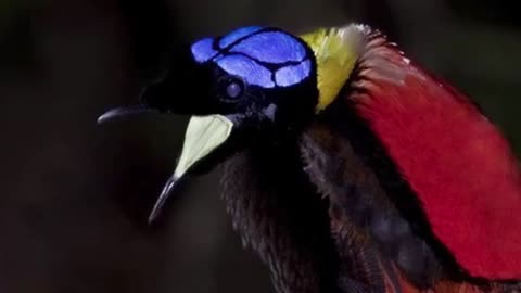 The Pickiest Dancer in the World | Wilsons bird of paradise