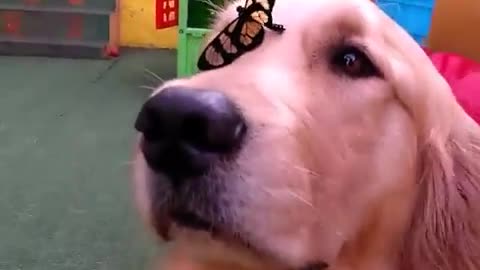 Mariposa se posa sobre la cabeza de un perro y lo deja sin aliento