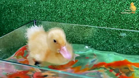 Baby Duck Duckling, Goldfish, Koi Carp Fish