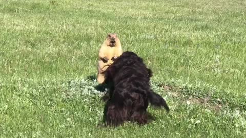 Groundhog Screams at Overly Social Doggy