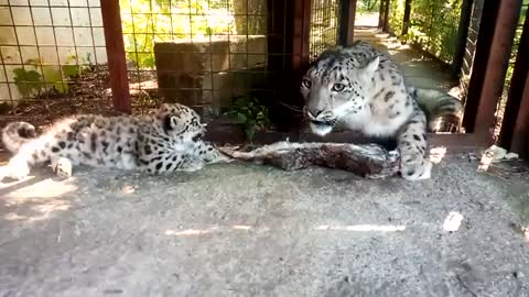Snow leopard cub snarl off