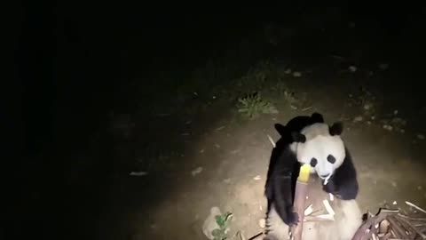 Pandas at night