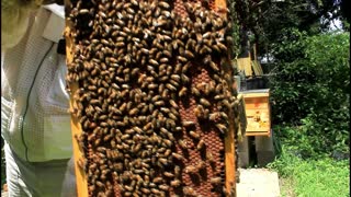 NEW BEEKEEPER INFESTATION PART 2 !!