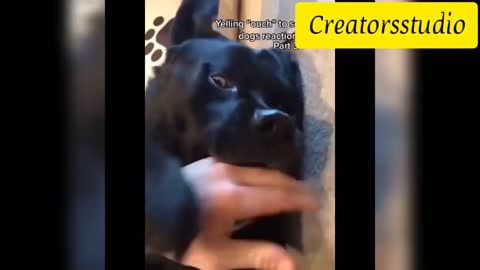 😂🤣Funny dog videos😂🤣