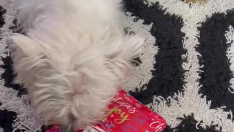 Dog Opens Present Westie