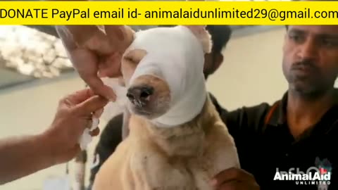 Massive wound, astounding healing please donate animalaidunlimited29@gmail.com