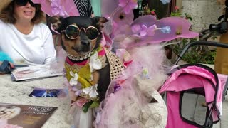 Glamorous dog shows off costume at pet parade