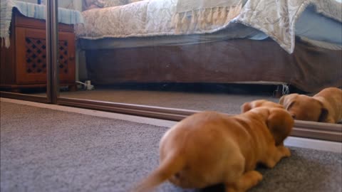 A Dog Fights With His Reflection In The Mirror Funny Video