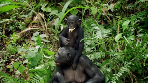 Bonobo Loves Being Tickled | Animals In Love | BBC Earth