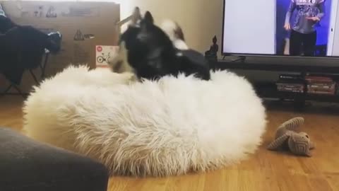 Husky struggles for entire minute to get comfy