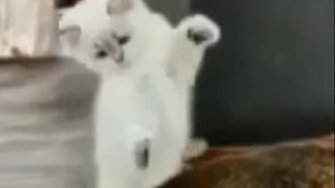 Cutest Try not to Laugh Kittens - Pups - 18