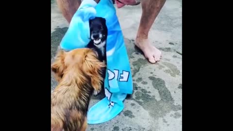 Dog makes hilarious sound when owner tries to dry him off
