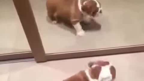 Bulldog Puppy Mirror
