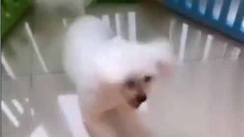 Dancing cute Puppy Dog Bailado