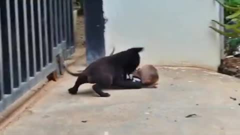 Monkey Baby vs Dog