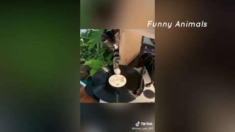 Funny cat videos that will 100% make you laugh_Joy_cat tik tok