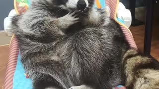Raccoon sits in the baby bouncer and cleans his face before going to bed.