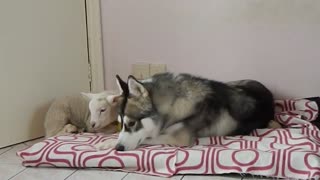 A Husky falls in love with a Lamb